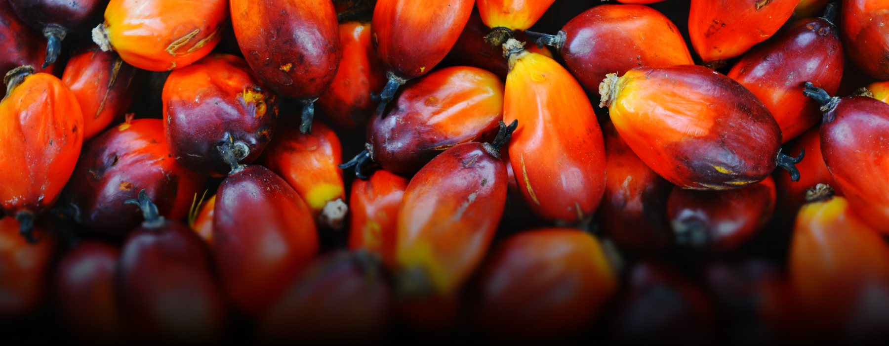 Thermax’s ETP solution enables sustainable effluent treatment for a palm oil refinery