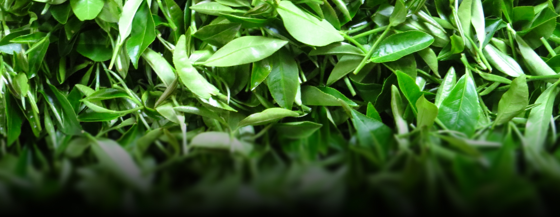 Thermax enables a herbal manufacturer to convert waste to low-cost energy